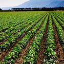 Agricultural Land Development