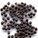 Amaranthus Caudatus Seeds