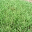 Bermuda Grasses