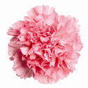 Carnation Flower