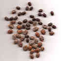 Castor Seeds