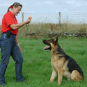 Dog Training Services