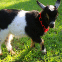 Pet Goat