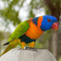 Pet Parrots
